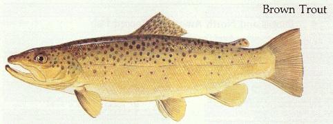b trout jpeg.jpg
