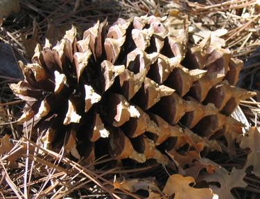 CoulterPine1.jpg