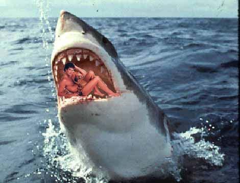 shark23.jpg