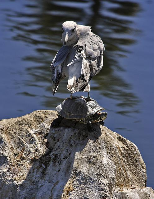 Seagull vs Turtle.jpg