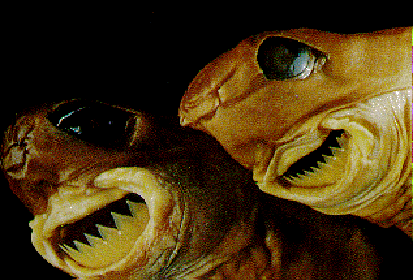 cookie-cutter-shark-4.gif