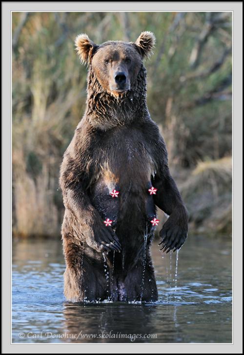 grizzly~standing~peppermint.jpg