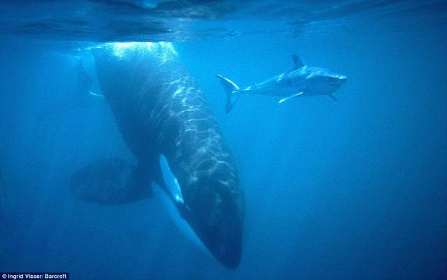 Megalodon Shark Size Vs Blue Whale