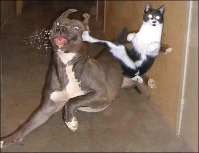 110108f2ee0baninjakittycat.jpg