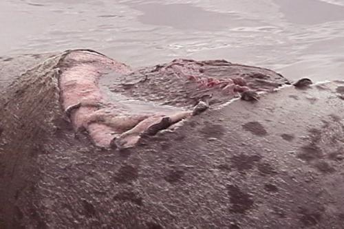 seal2.jpg
