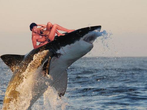 greatwhite~jump.jpg