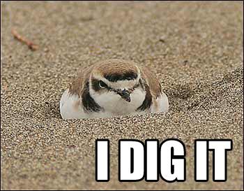 snowy_plover copy.jpg