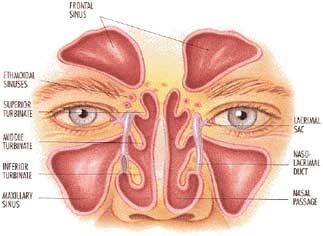 sinus-67170.jpg