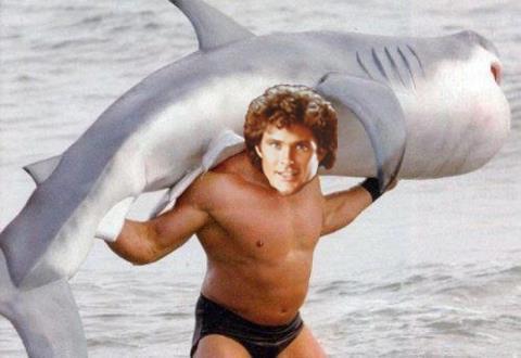 shark~wrestler.jpg