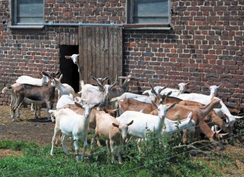 turdgoats.jpg