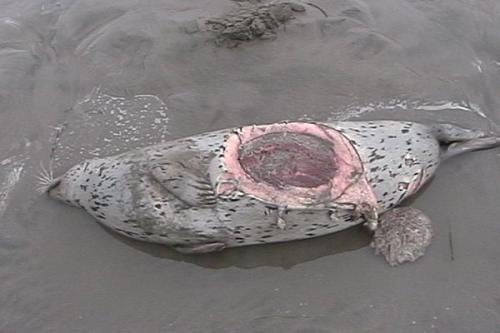 seal1.jpg
