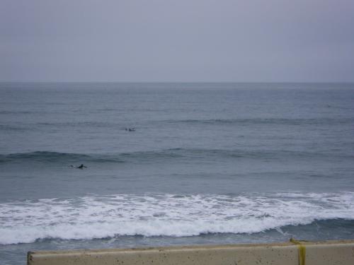 dolphA.jpg