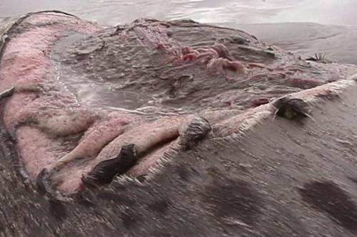seal3.jpg