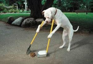 dog-pooper-scooper-300x208.jpg