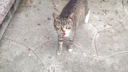 Taraval-Cat.jpg