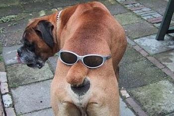 DOG BUTT.jpg