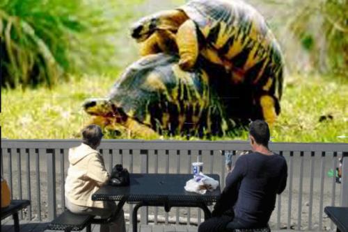 tacobell~turtle.jpg