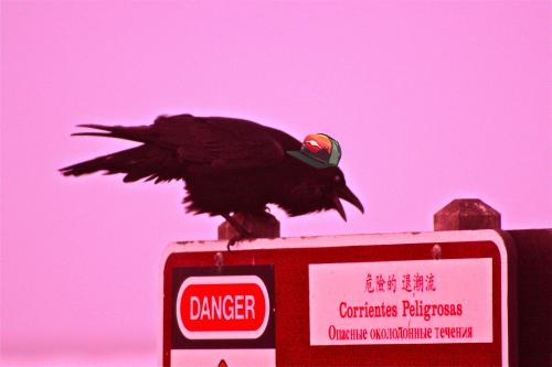 crow~red.jpg